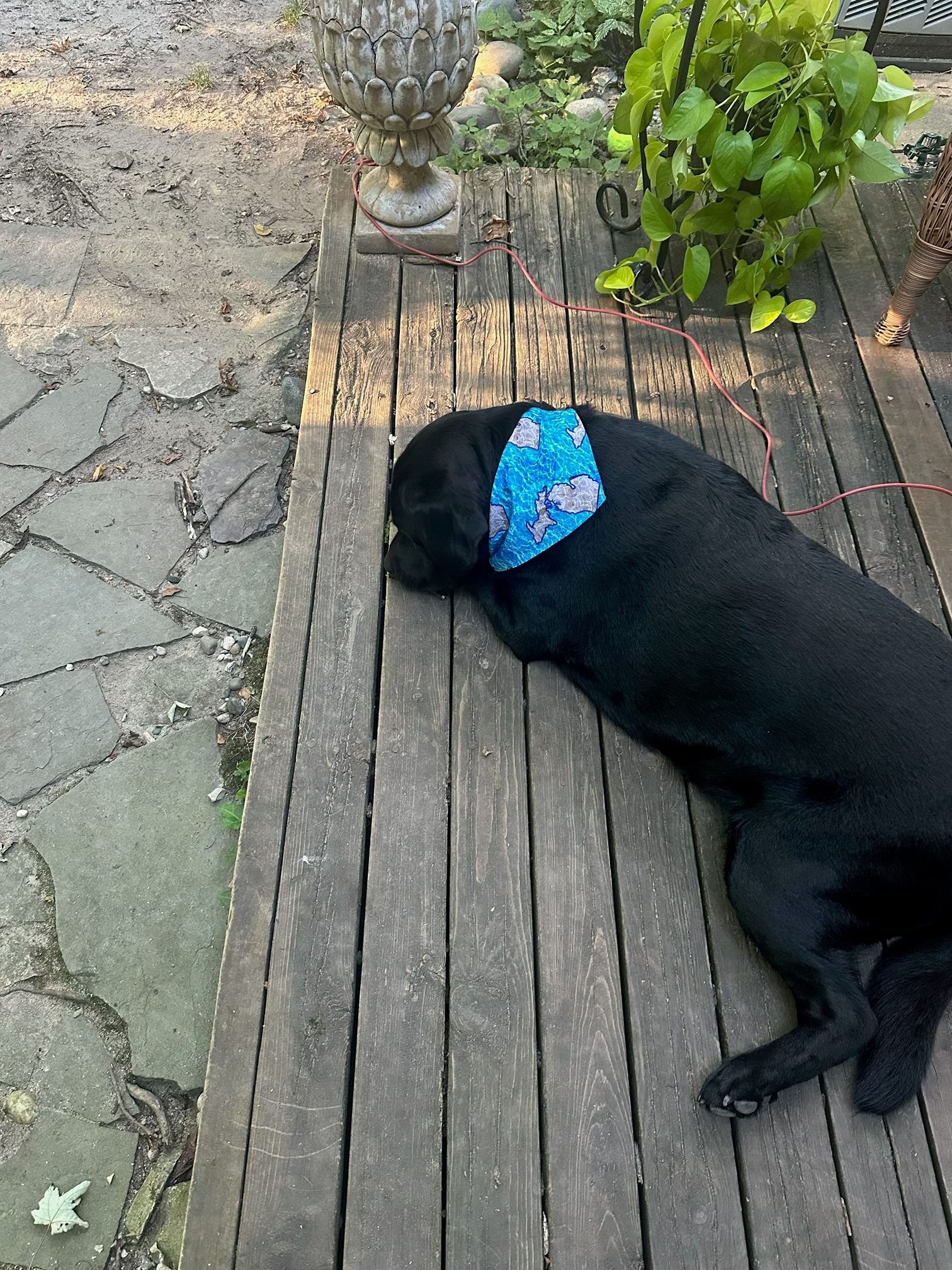 Taio