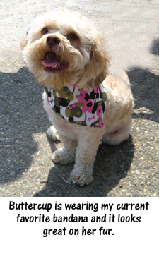 Buttercup